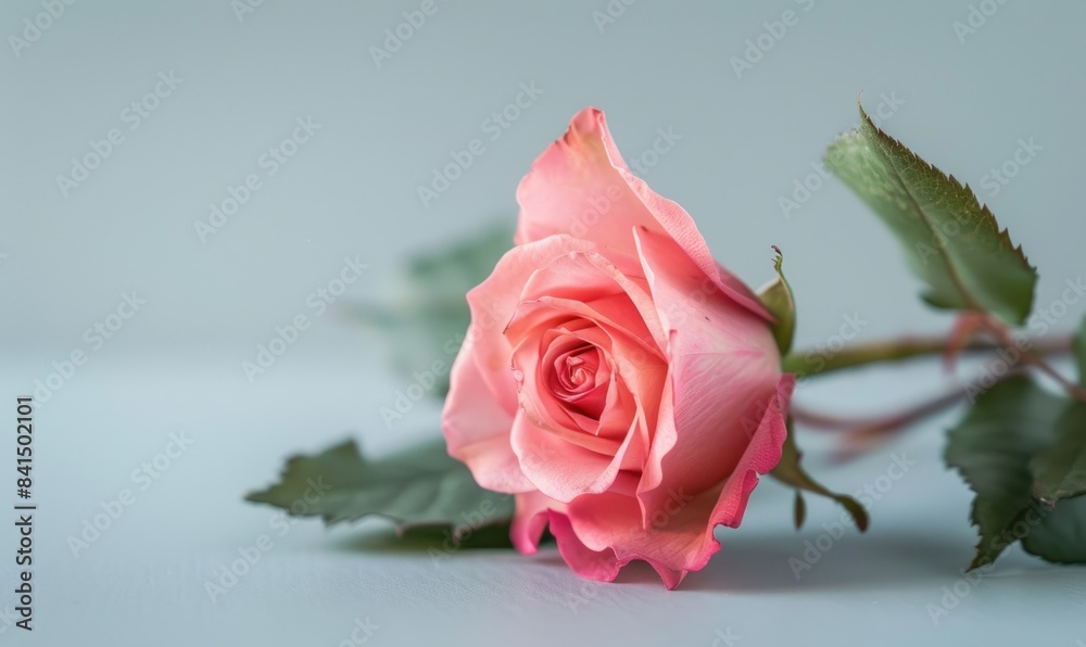 Fototapeta premium Rose flower on neutral background