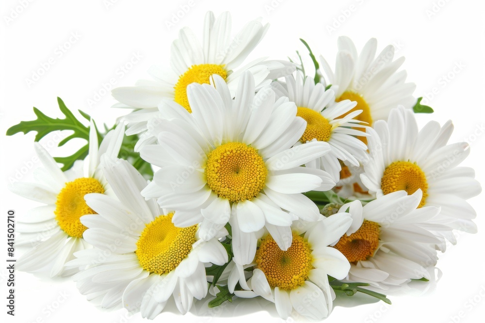 Obraz premium Fresh bouquet of white daisies isolated on a white background