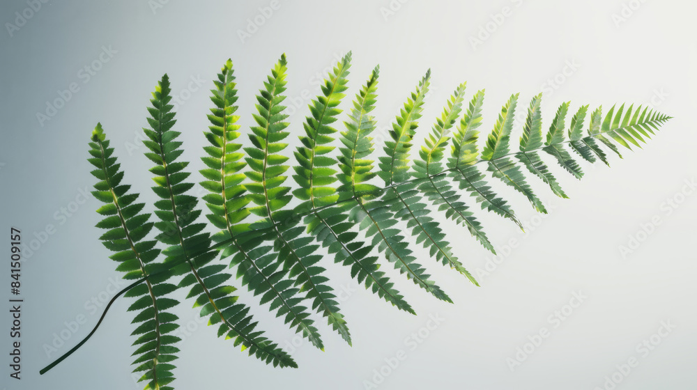 Close-up of a green fern leaf on a white background