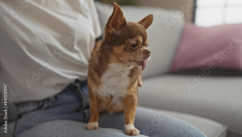 A young woman sitting indoors in her living room with an adorable chihuahua on her lap.