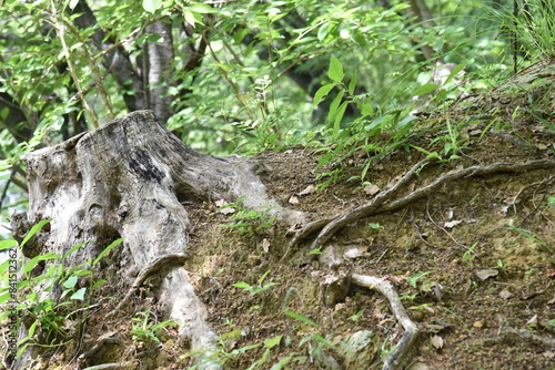 公園の大きな切り株