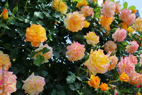 薔薇園のアプリコット色の薔薇の生垣