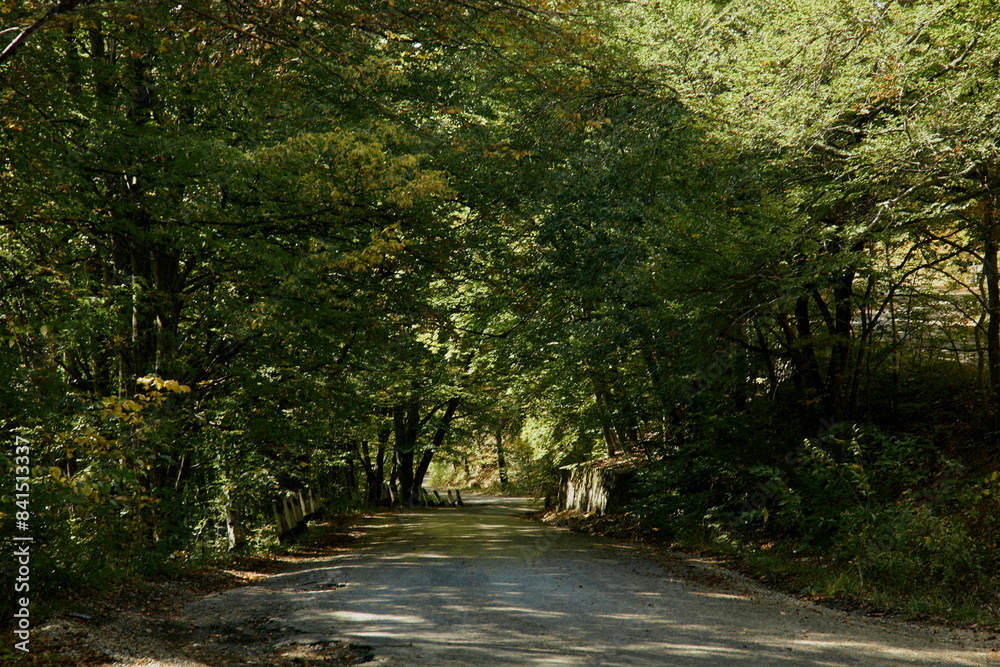 Obraz premium Scenic forest road with fire hydrant surrounded by lush foliage in a peaceful natural setting