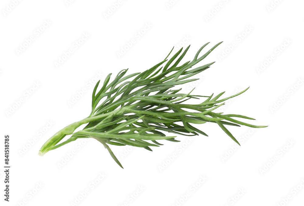 Fototapeta premium Sprig of fresh dill isolated on white
