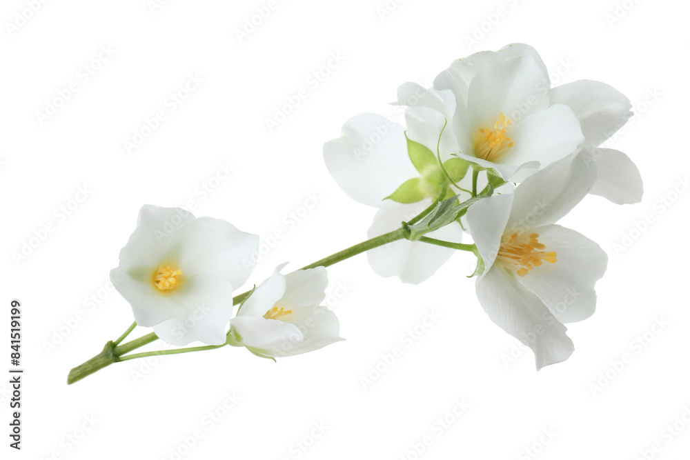 Fototapeta premium Branch of jasmine flowers isolated on white