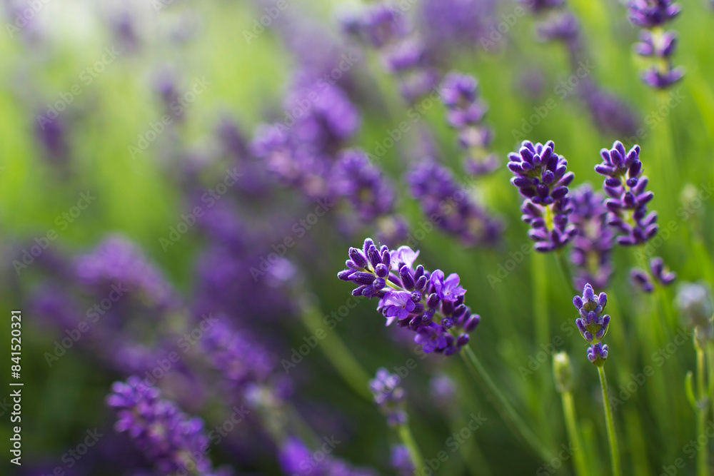 lavender flowers in a garden lavender flowers in a garden