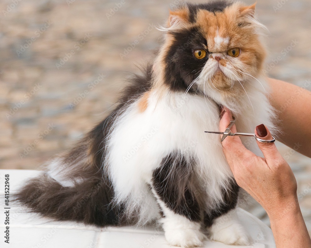 Tabby Persian cat sitting. Woman's hands with scissors for trimming hair. Cat grooming.