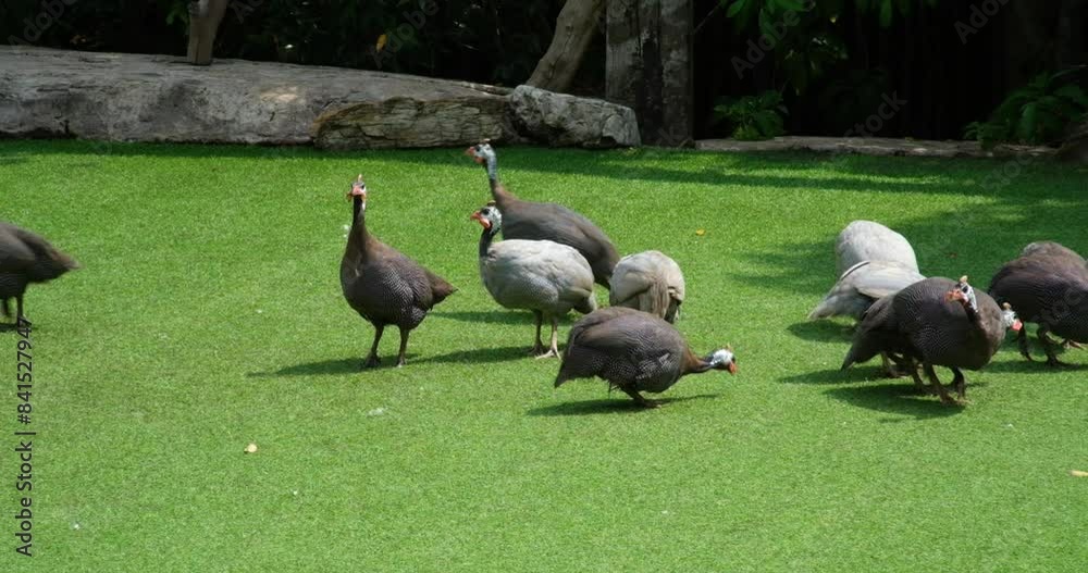 black Guinea fowl. Helmeted guinea fowls feeding on seeds and grass and insects on the gravel road. Agriculture, farming and free range animal husbandry concept. black Guinea fowl. Helmeted guinea fowls feeding on seeds and grass and insects on the gravel road. Agriculture, farming and free range animal husbandry concept.