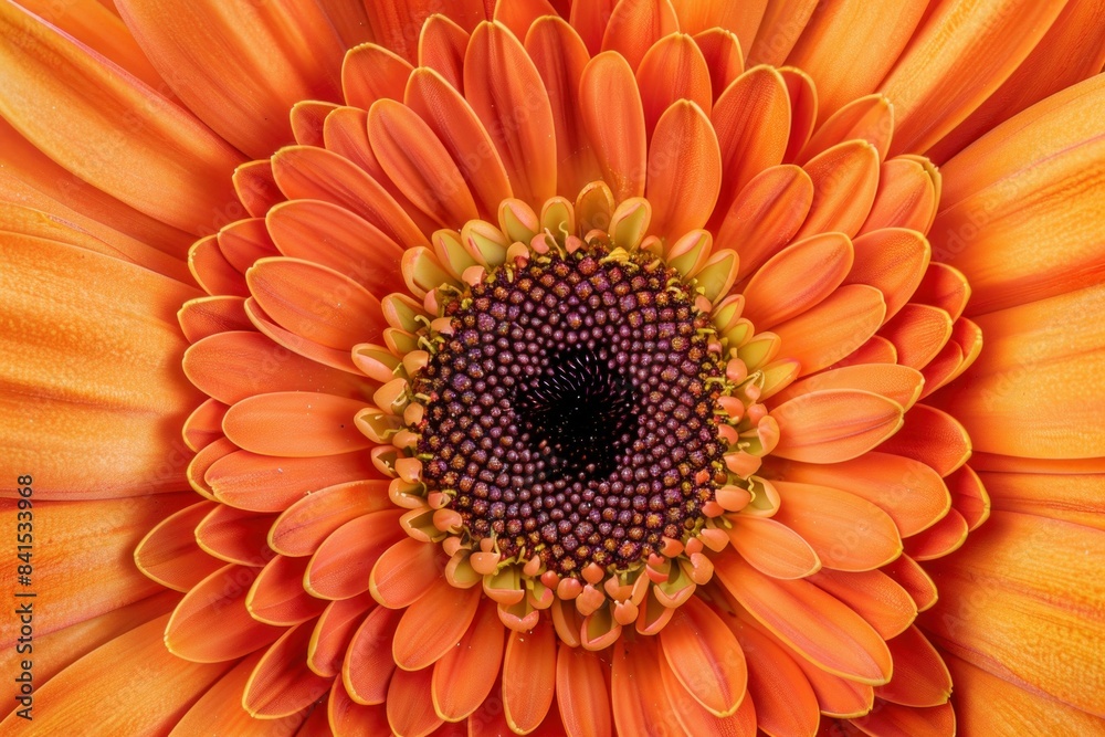 Orange gerbera flower closeup view showing the beauty of nature and floral elegance Orange gerbera flower closeup view showing the beauty of nature and floral elegance