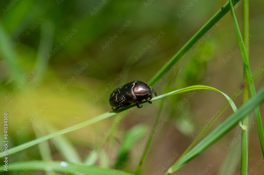 Shining rose beetle on grass Shining rose beetle on grass