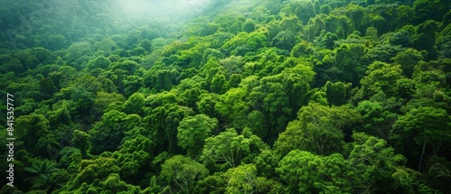 Tropical Evergreen Rain Forest  Rain Forest The nature of various plant species It is complete in terms of ecosystems  biomes  fertile areas  high angle reserved forests  and drone views.Landscape.