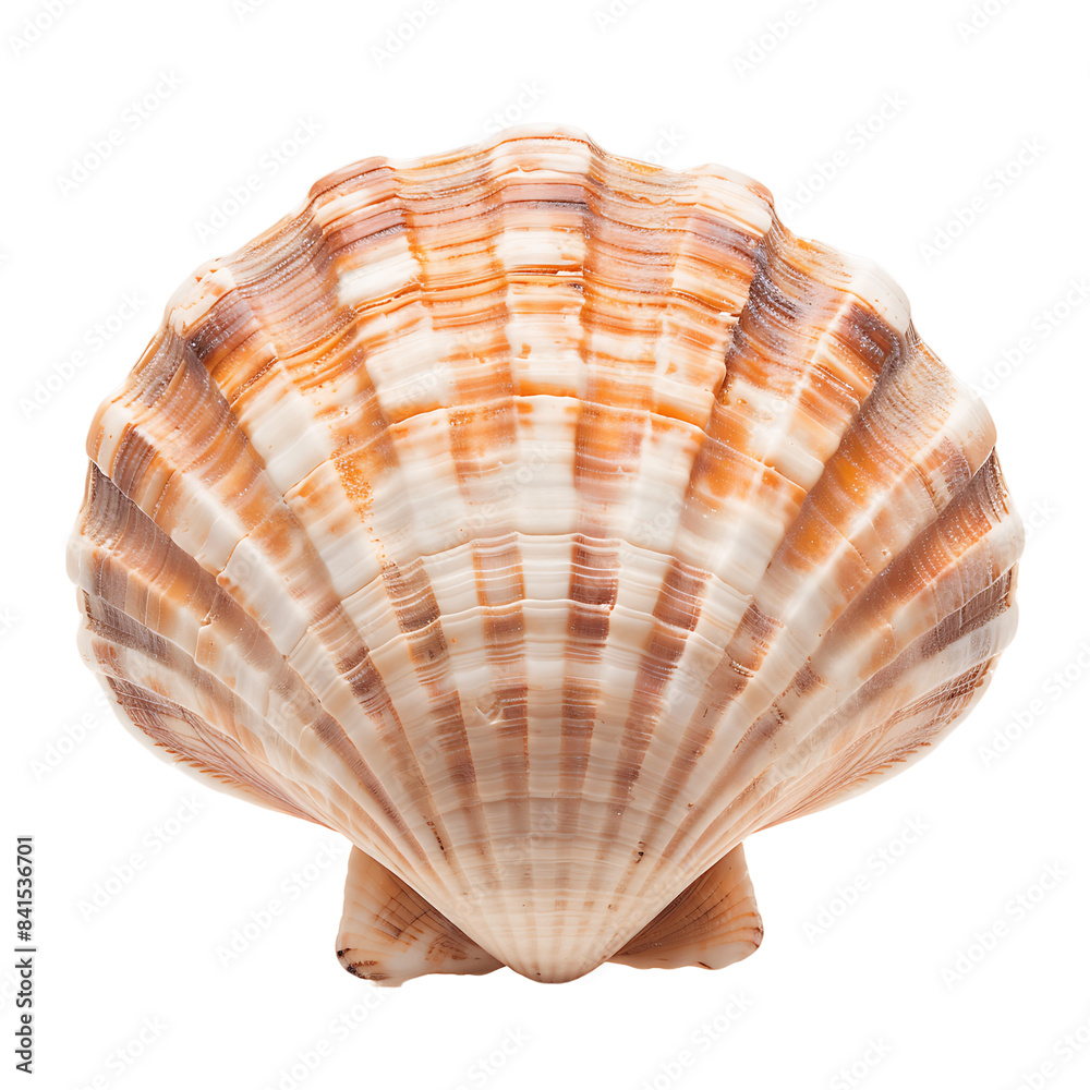 Marine Seashell Isolated on Transparent Backdrop Marine Seashell Isolated on Transparent Backdrop