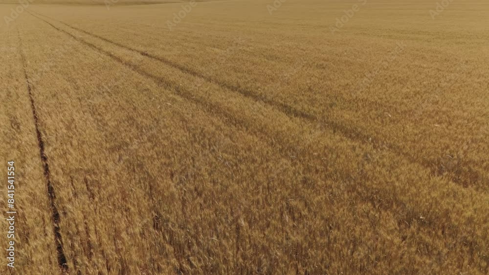 Aerial view of a golden wheat field with visible tractor tracks, showcasing agriculture and harvest. Aerial view of a golden wheat field with visible tractor tracks, showcasing agriculture and harvest.