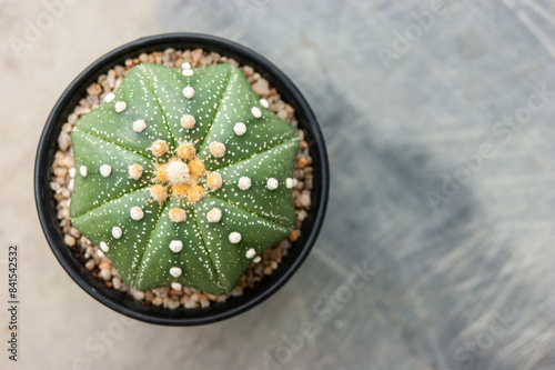 Close up Astrophytum asterias cactus in pot. Astrophytum is an easy-to-grow plant. copyspace
