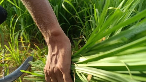 Farmer Cutting Long Grass In Field With Hand's 