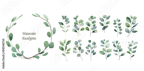 eucalyptus sprigs. set of eucalyptus twigs watercolor illustration .Botanical design