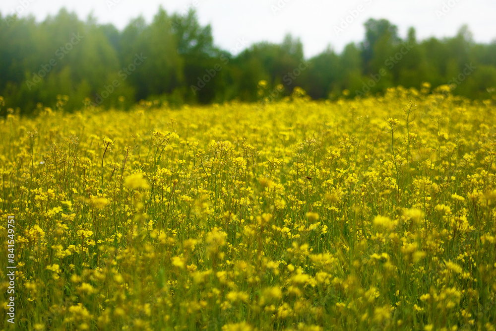 Rapeseed field full of yellow flowers Rapeseed field full of yellow flowers