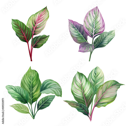 Pink caladium. Green palm leaf. Tropical plants. Watercolor botany.  