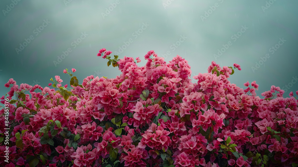 Pink Bougainvillea flowers on a cloudy day Pink Bougainvillea flowers on a cloudy day