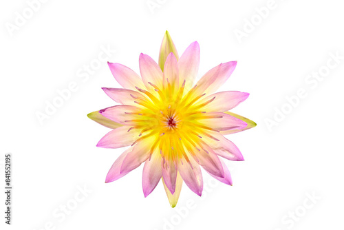 Close-up of pink waterlily blooming on a white background