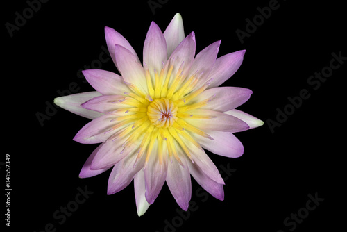 Close-up of pink waterlily blooming on a black background