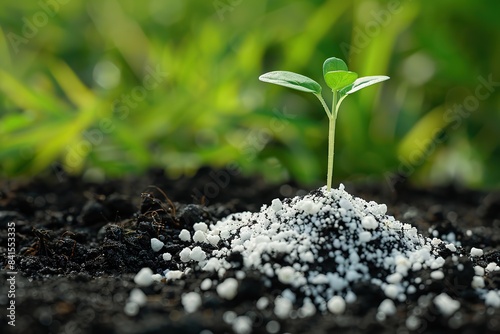 White granulated fertilizer scattered near little young green plant seedling. Chemical Fertilizer industry. Fertilization, nutrient, growth concept. Technological smart farming. Agriculture Innovation photo