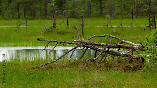 Swamp Viru Raba in Estonia photo