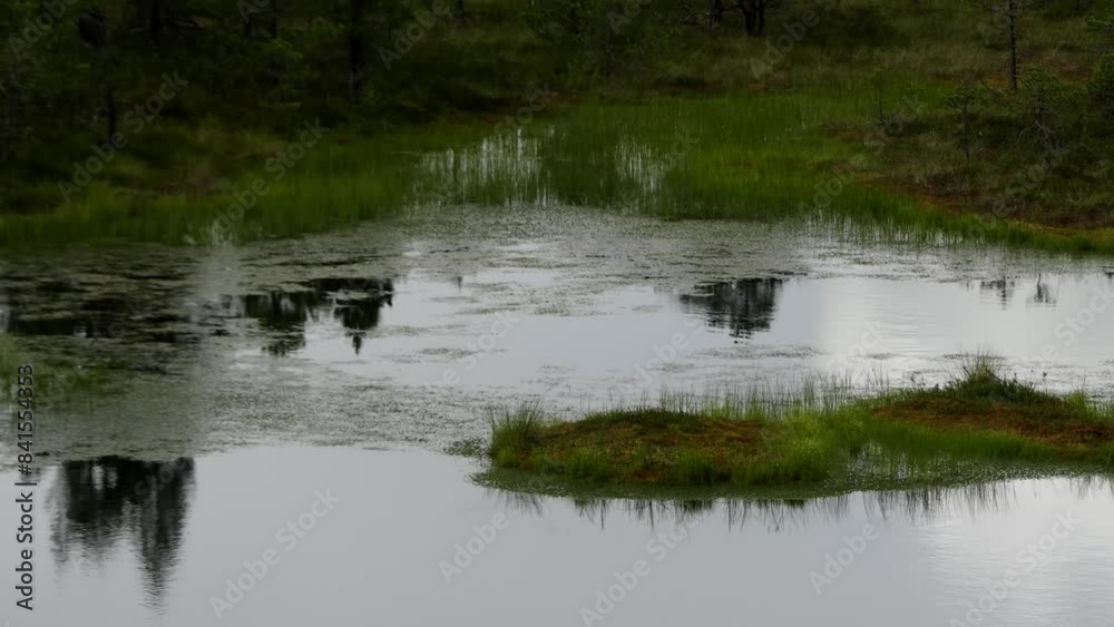 Top trees are reflected in the water. Old picturesque swamp. Doodle places. Top trees are reflected in the water. Old picturesque swamp. Doodle places.