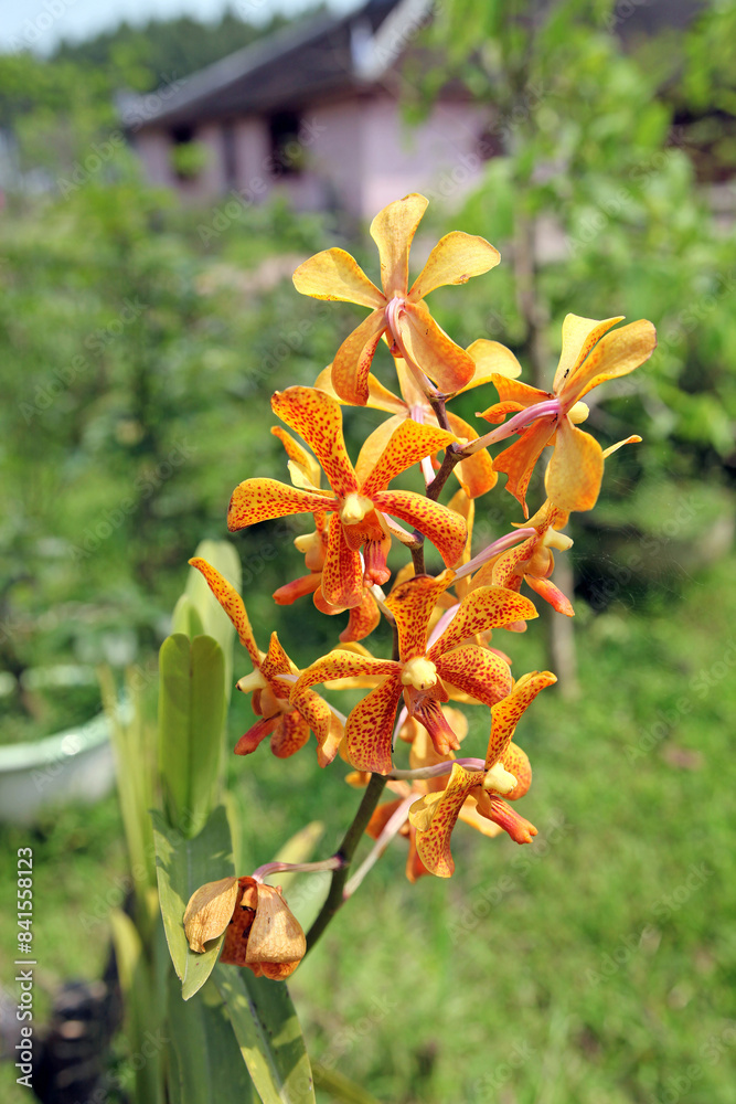 Orange and red spotted Orchid, Vietnam
Orange and red spotted Orchid, Vietnam