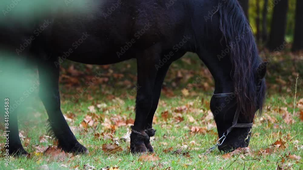 Black horse grazing in the old city autumn park. Black horse grazing in the old city autumn park.