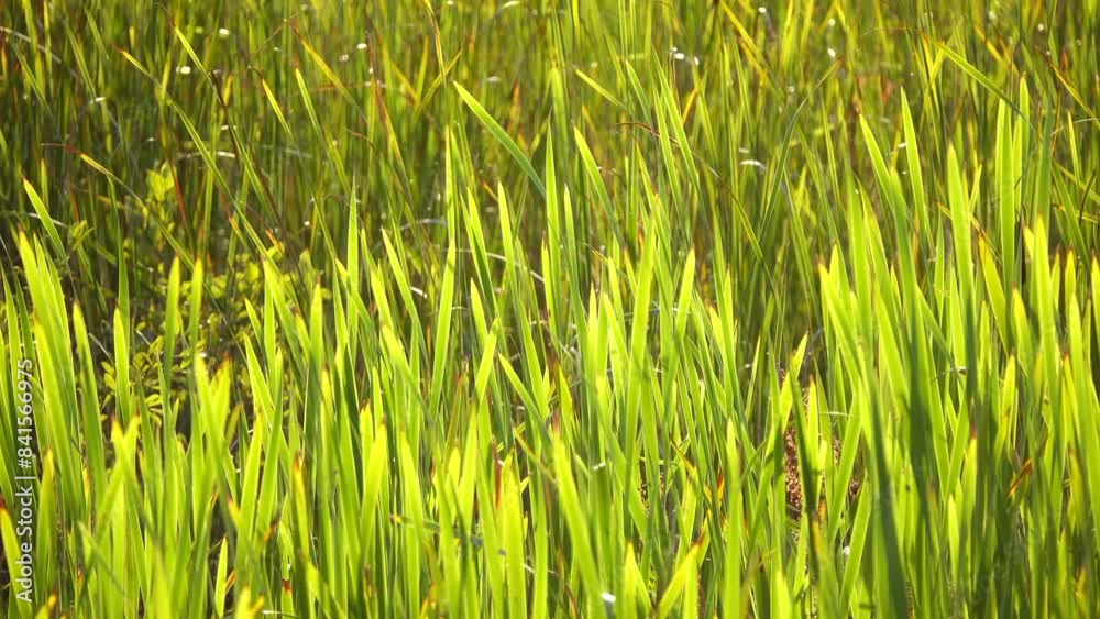 Oryza sativa, commonly known as Asian rice, is plant species most commonly referred to in English as rice. Oryza sativa, commonly known as Asian rice, is plant species most commonly referred to in English as rice.