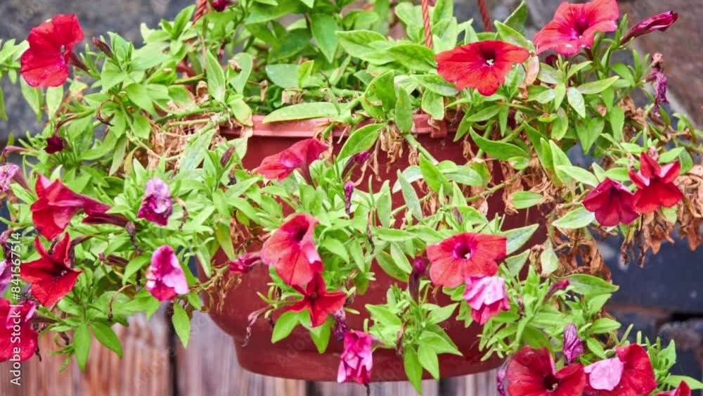Petunia atkinsiana (hybrida) is Petunia plant nothospecies (hybrid), which encompasses all hybrid species of petunia between Axillaris and Integrifolia.