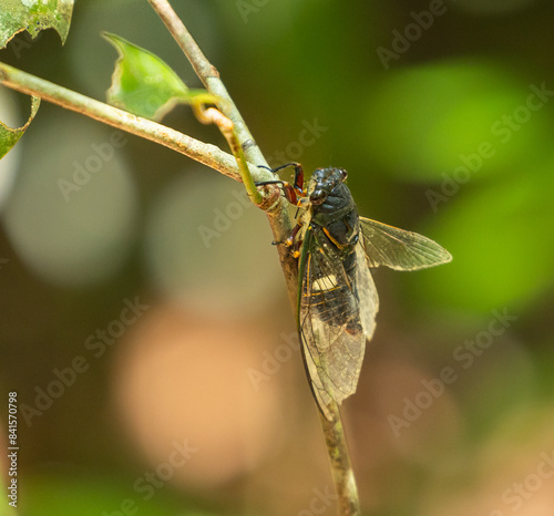 Cicada, Platypleura capitata photo