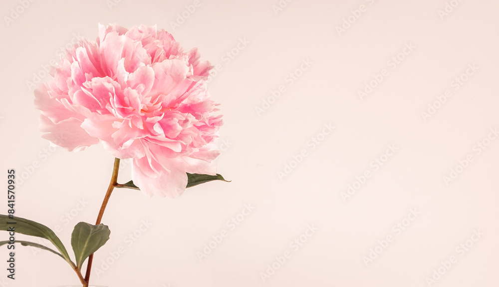 Single soft pink Peony (Paeonia) flower close-up, fresh elegant blossom delicate petals, isolated on light neutral plain background, minimalist natural beauty, botanical studio shot, space for text Single soft pink Peony (Paeonia) flower close-up, fresh elegant blossom delicate petals, isolated on light neutral plain background, minimalist natural beauty, botanical studio shot, space for text