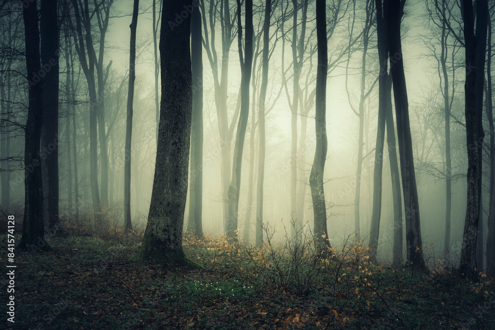fog in the woods, mysterious landscape fog in the woods, mysterious landscape