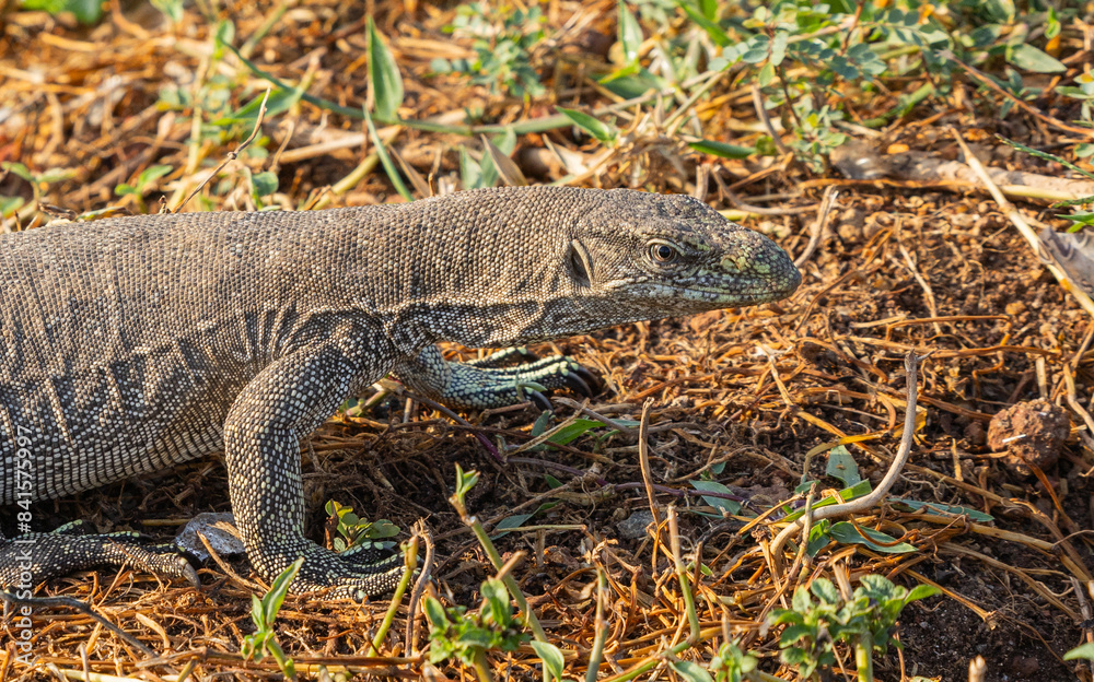 Monitor lizard - Varanus bengalensis Monitor lizard - Varanus bengalensis