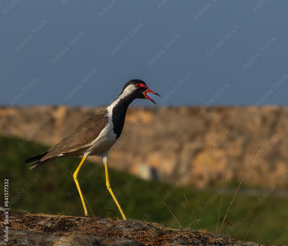 Naklejka premium Red wattled lapwing - Vanellus indicus