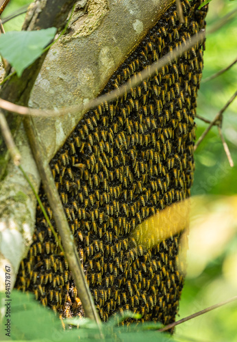 Giant honey bee swarm/hive - Apis dorsata