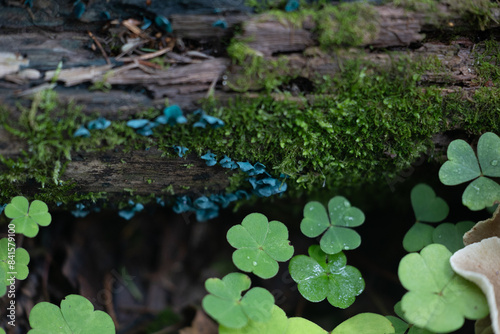A beautiful green elfcup mushroom growing on the tree in forest, surrounded by woodsorrel leaves. Natural woodlands scenery of Latvia, Northern Europe. photo