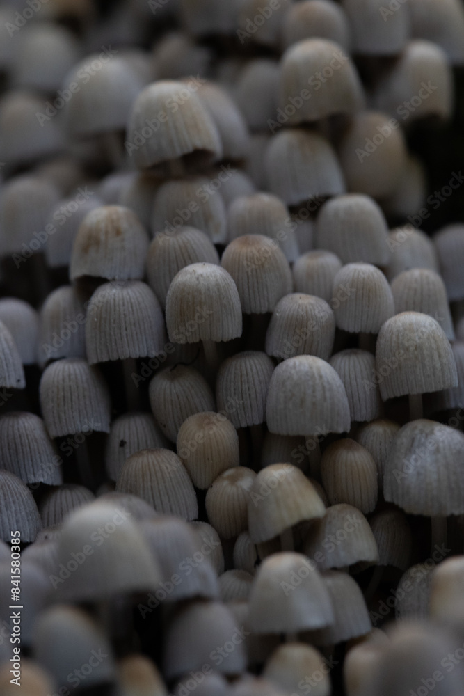 Obraz premium Beautiful gray fairy inkcap mushrooms growing on the old tree trunk in autumn forest. Natural woodland scenery with a lot of agaric fungi in Latvia, Northern Europe.