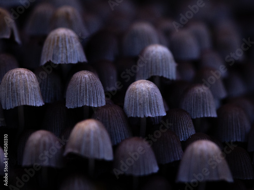Beautiful gray fairy inkcap mushrooms growing on the old tree trunk in autumn forest. Natural woodland scenery with a lot of agaric fungi in Latvia, Northern Europe. photo