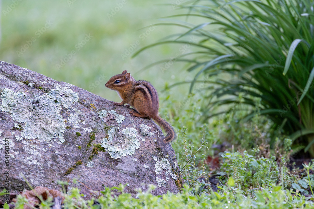 Obraz premium Chipmunk sitting on a lichen covered rock