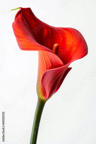 Single calla flower on plain white