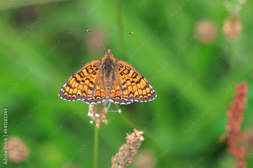 Obraz premium knapweed fritillary, Melitaea phoebe, butterfly resting and pollinating