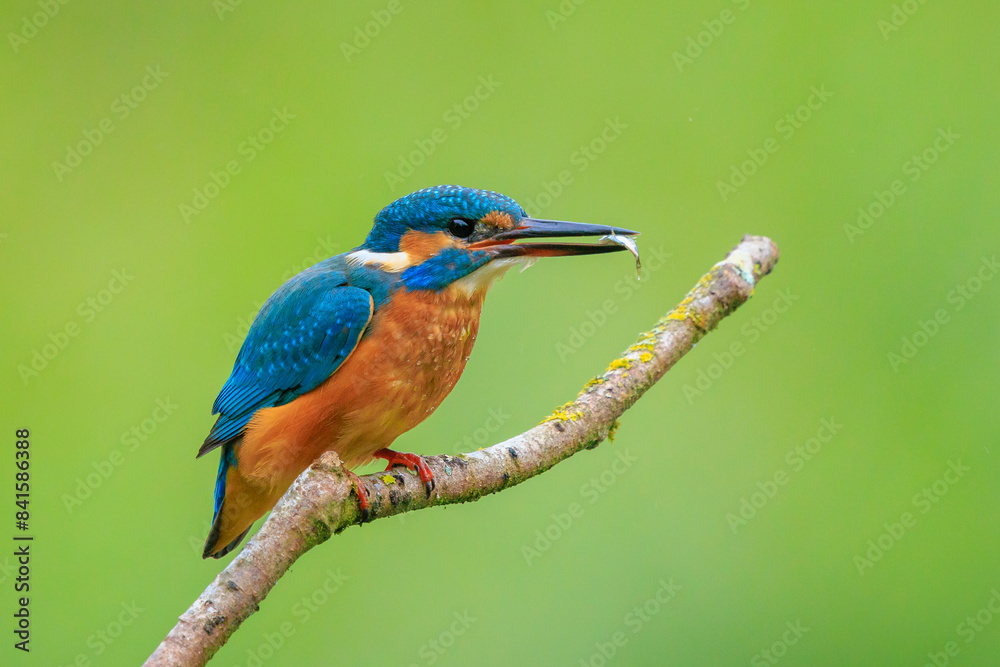 Close up of a Kingfisher, Alcedo Atthis, fishing Close up of a Kingfisher, Alcedo Atthis, fishing