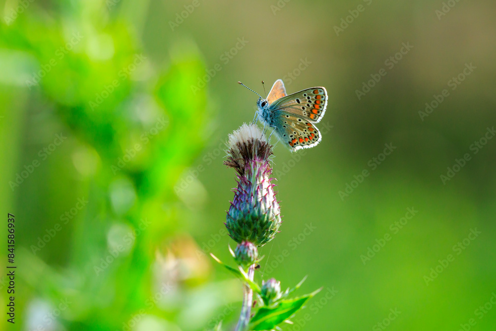 brown argus butterfly, Aricia agestis, top view, open wings brown argus butterfly, Aricia agestis, top view, open wings