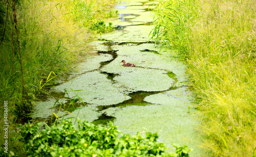 Wild duck or mallard (Anas platyrhynchos) floating through dense mats of water starwort or duckweed (Callitriche stagnalis) on a pond in Ruhr valley. Perfect camouflage of female bird in its habitat. photo