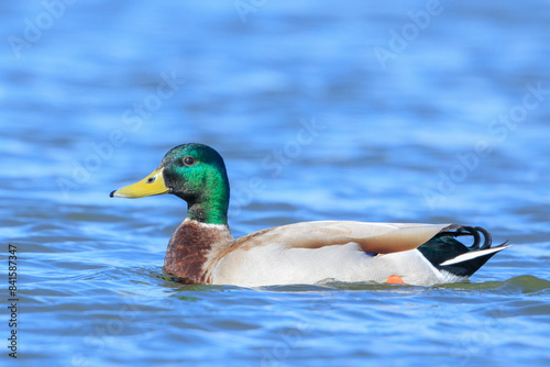 Swimming mallard dabling duck, Anas platyrhynchos, portrait photo