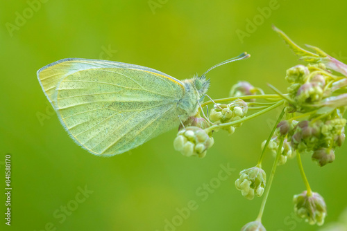 Small white butterfly Pieris rapae feeding photo
