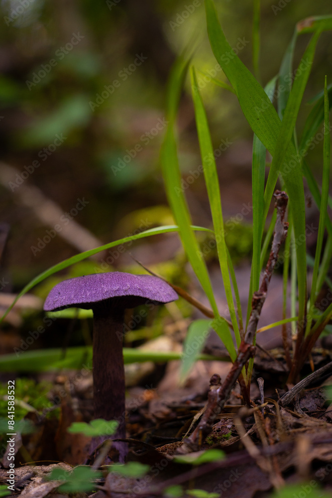 A beautiful violet web-cap growing in the forest during late summer. Natural woodlands scenery on Latvia, Northern Europe. A beautiful violet web-cap growing in the forest during late summer. Natural woodlands scenery on Latvia, Northern Europe.